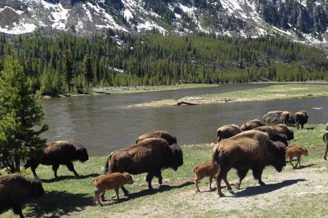 276 MONTANA'S LAST BUFFALO