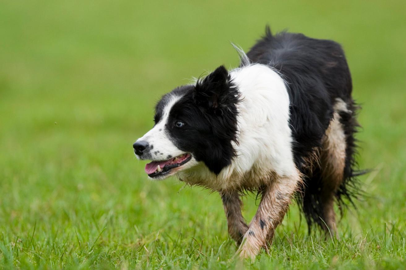 48 THE BEST SHEEPDOGS FROM WALES