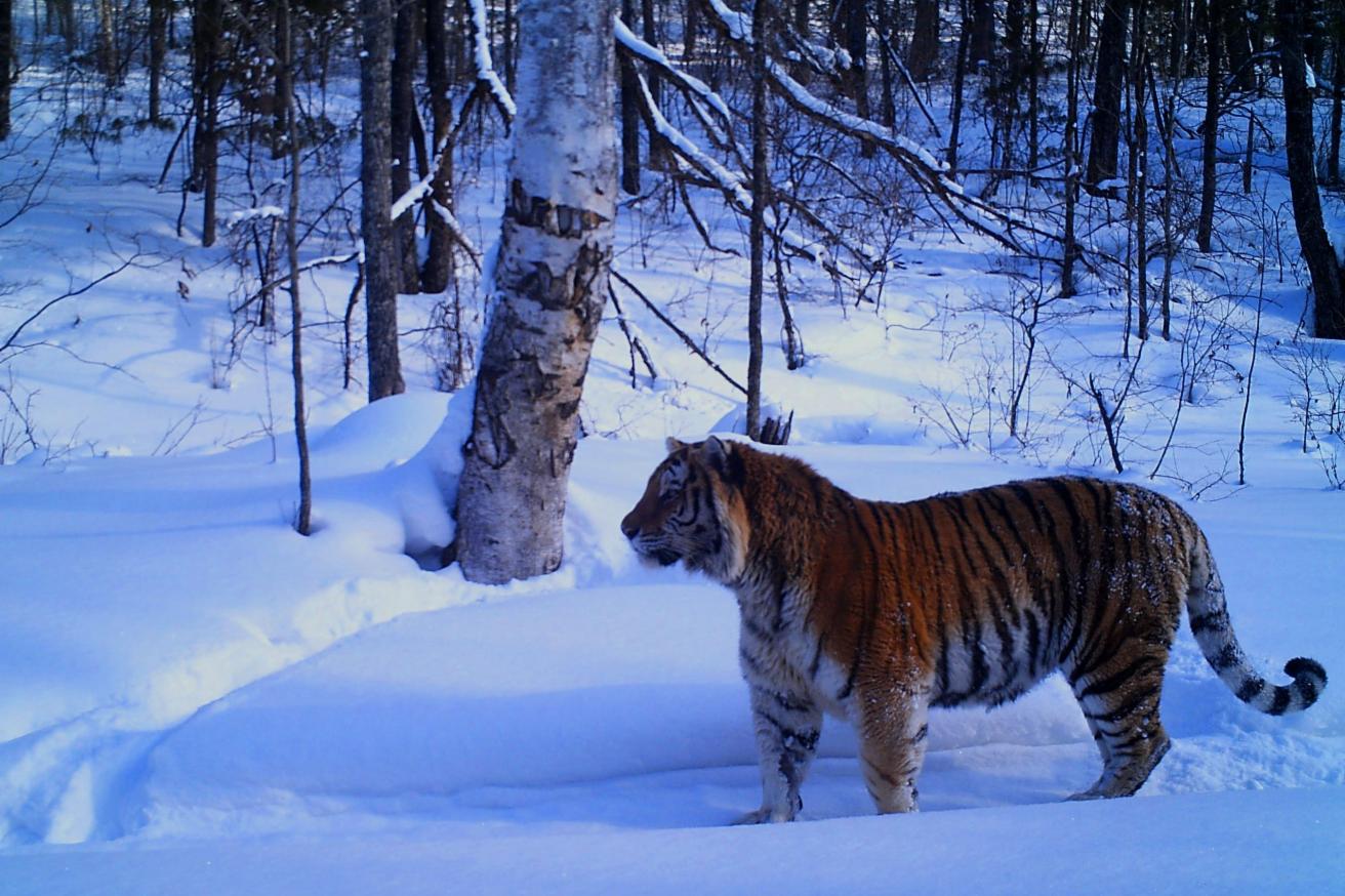 Wild Amur Tigers ( Pictorial ) - Page 2 - Animal fight club