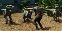 Medium chris pratt velociraptor jurassic world