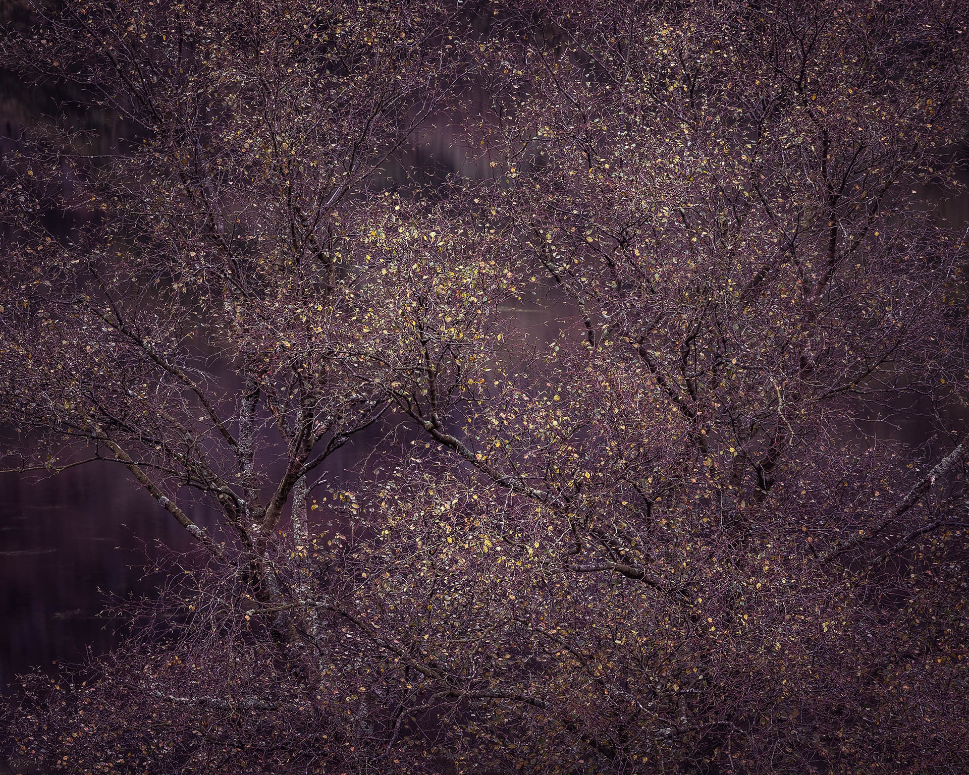 Of Birch and Belief