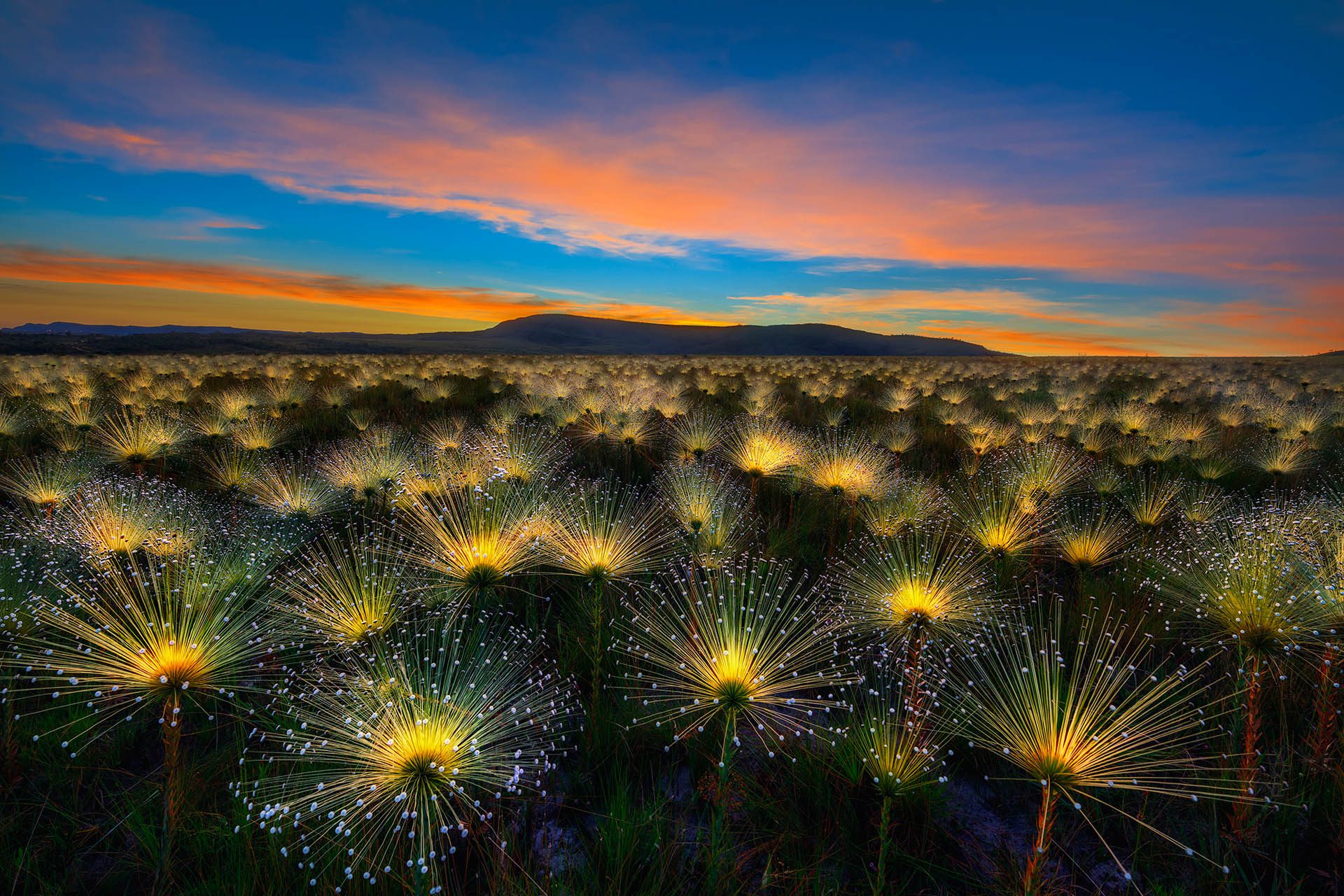 Cerrado Sunrise, the Winner of the International Garden Photographer of the Year Competition 11