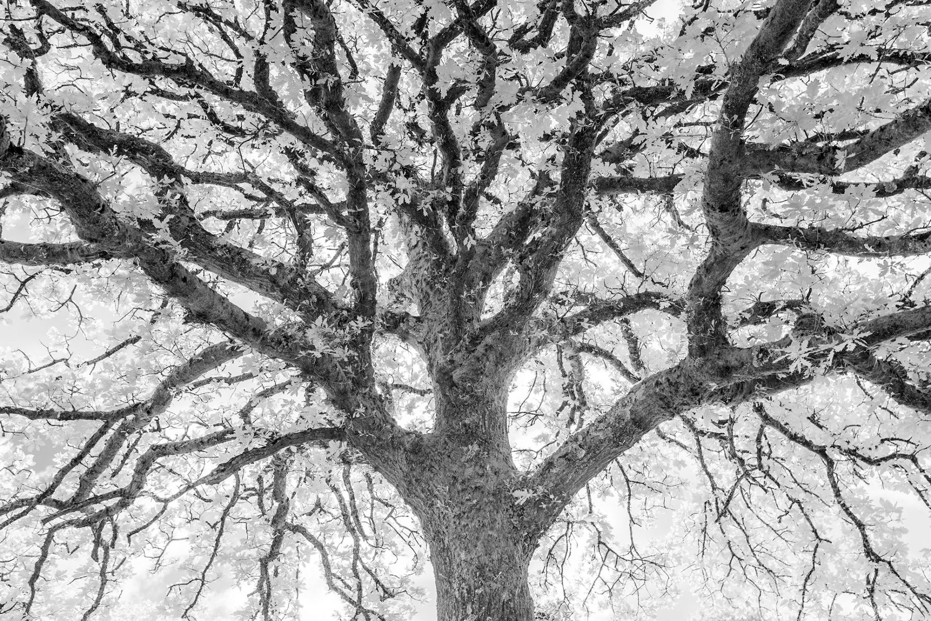 A Different Way of Seeing