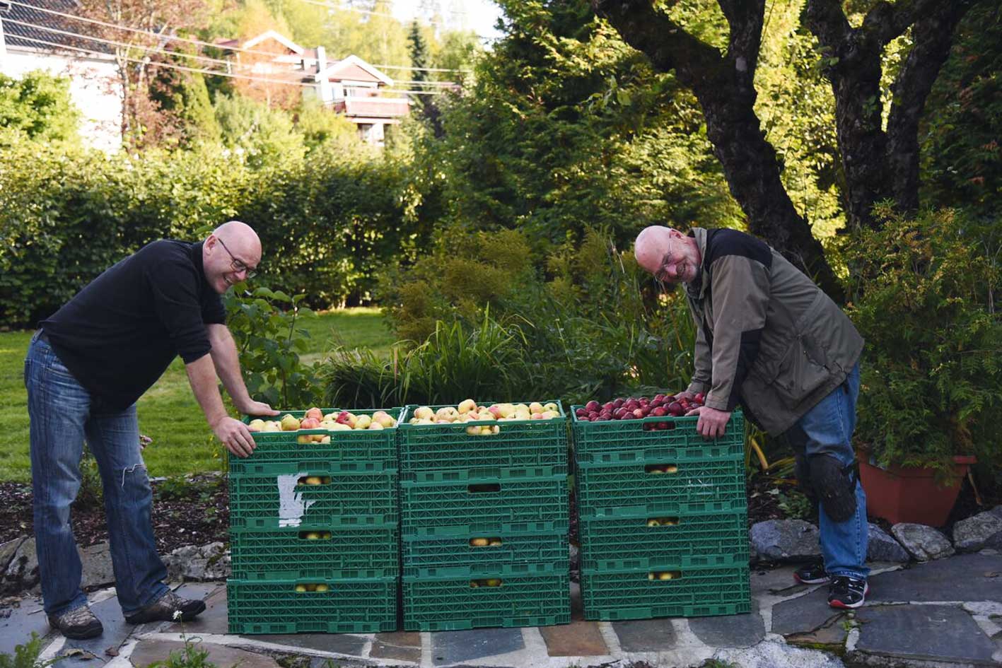Kjell Kvamme og Stein Dyre Berge stabler dagens fangst av epler som skal presses. Fotograf: Johannes Kvamme