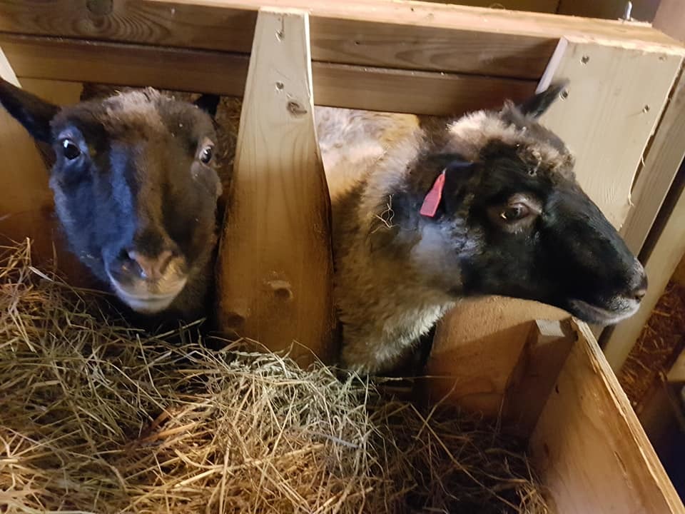 Lammene ville også ha oppmerksomhet.