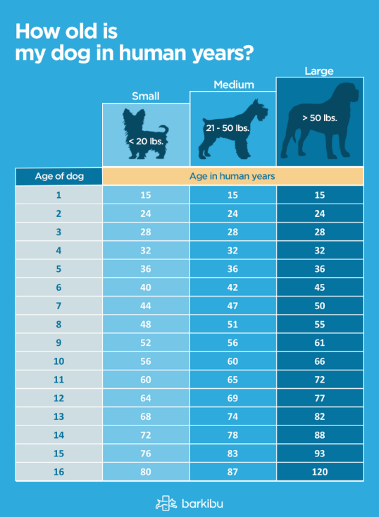 Animal How Many Dog Years In Human Year Animal In Dog Years Is