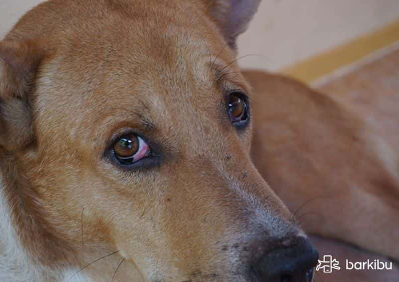 Why Wont My Dog Keep Her Eye Open