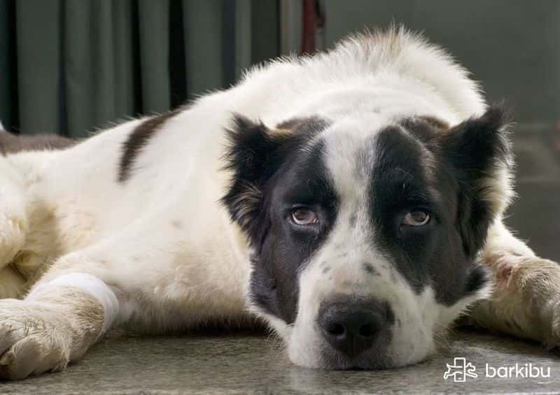 My dog vomits a dark brown liquid and does not eat, what's wrong? Barkibu