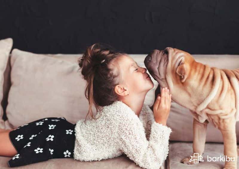 Do dogs understand kisses from humans on the head? Barkibu