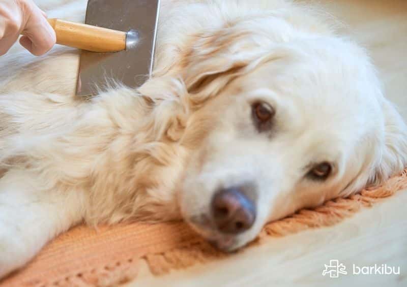 My dog's hair falls out in clumps and patches, why? Barkibu