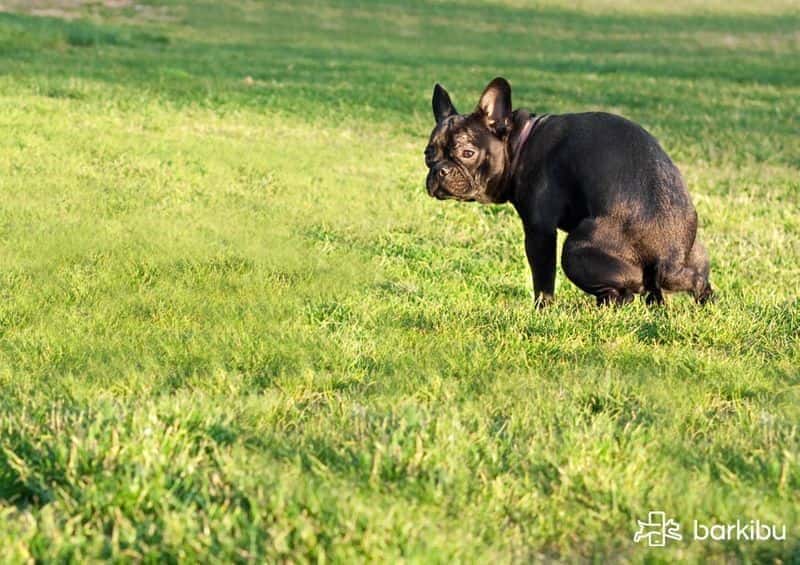 Mustardyellow dog poop, why his poop is orange? Barkibu
