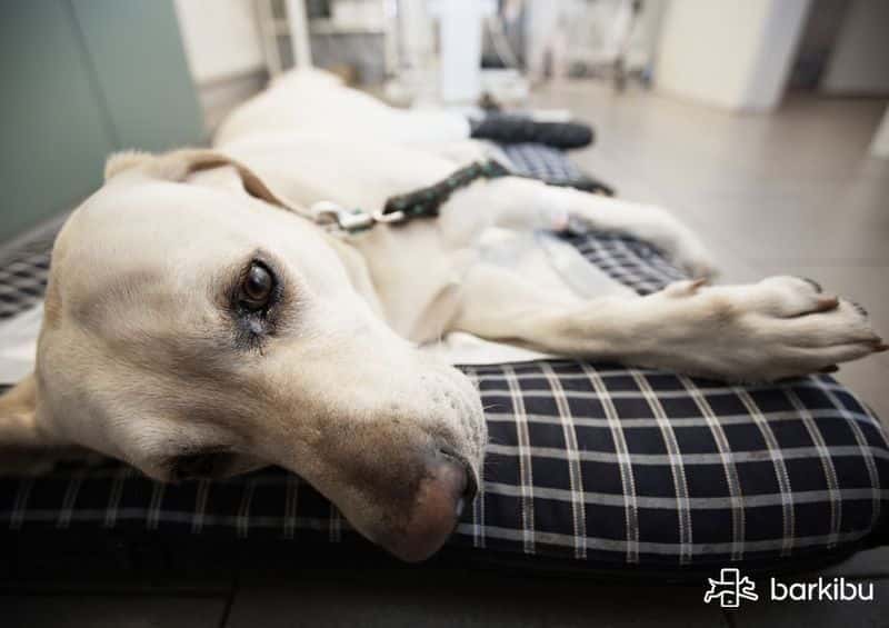 Mi perro vomita agua, saliva y