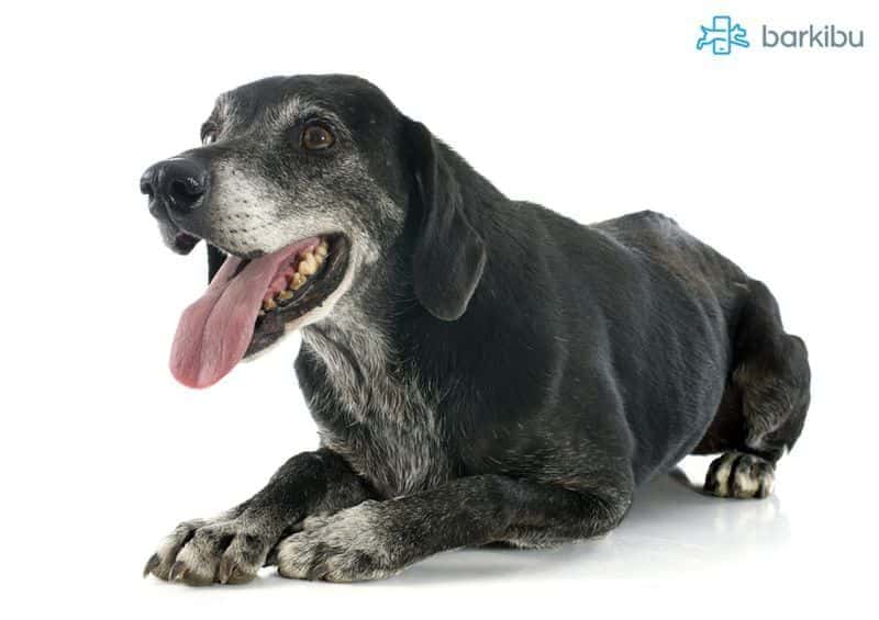 Why Does My Dogs Slobber Stink