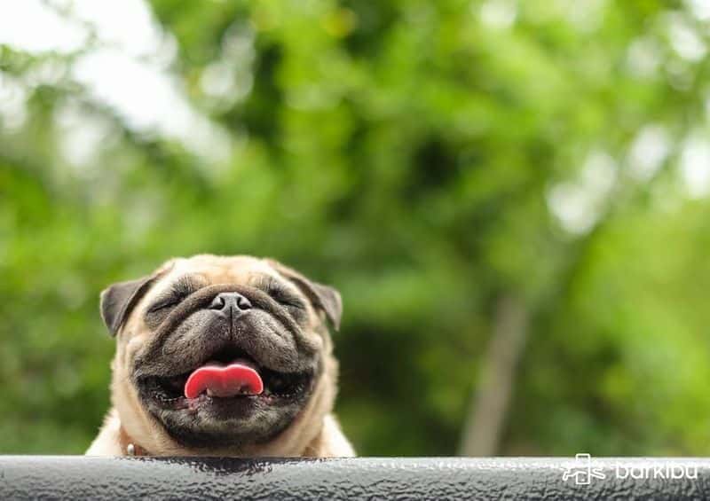 Como Hacer Que Mi Perro Monte A Una Perrita