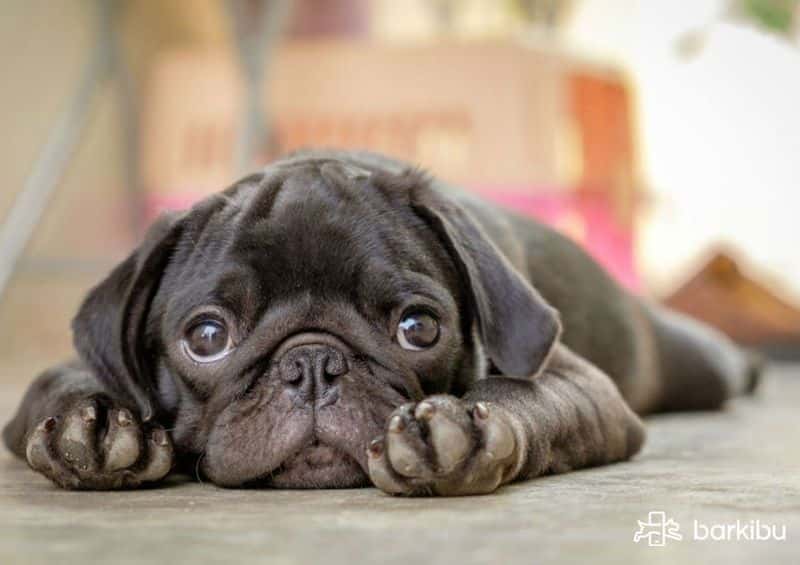 How to cure anemia in dogs Things to do and recovery Barkibu