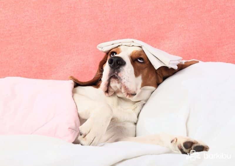 Lump under dog's skin that moves like a ball Hard and soft Barkibu