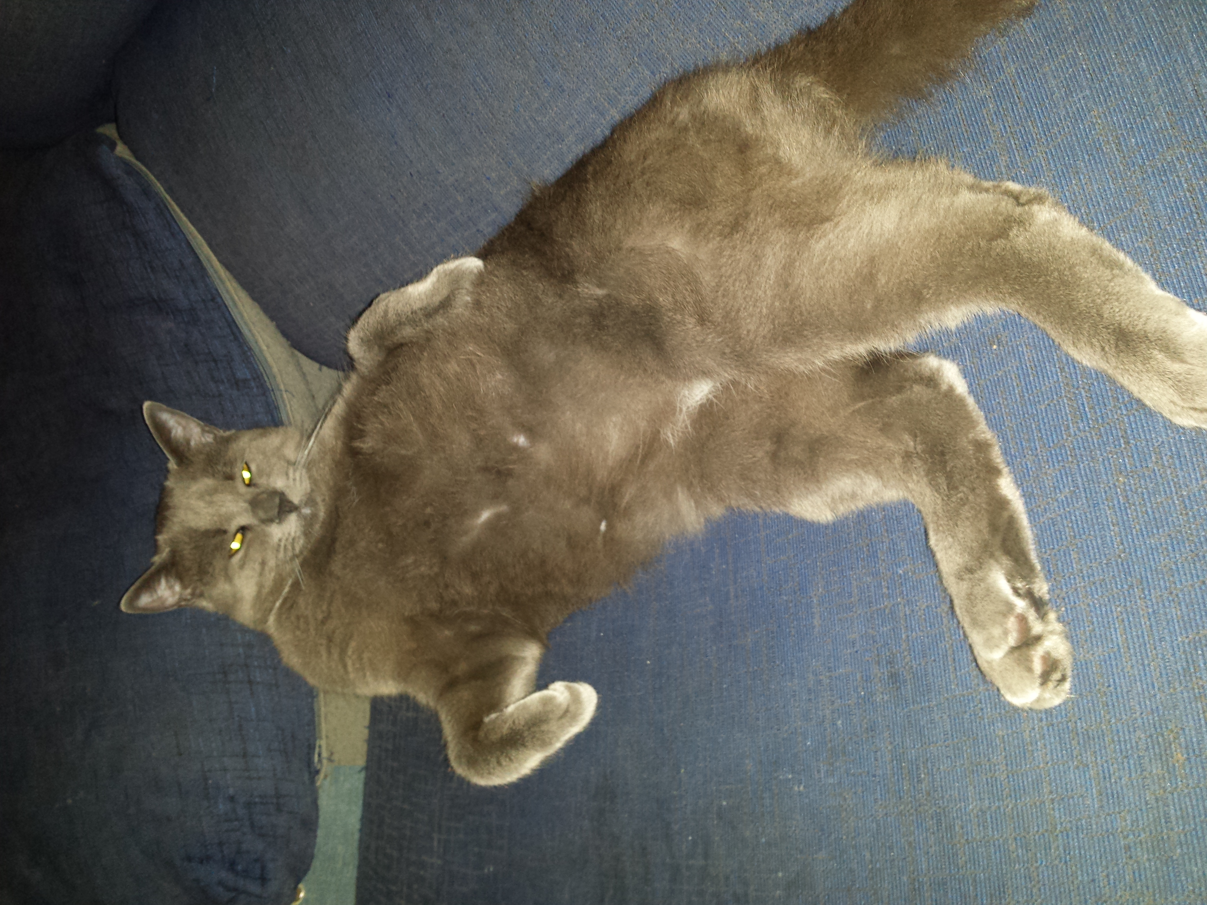 gato macho orinar sangre gato macho orinar sangre