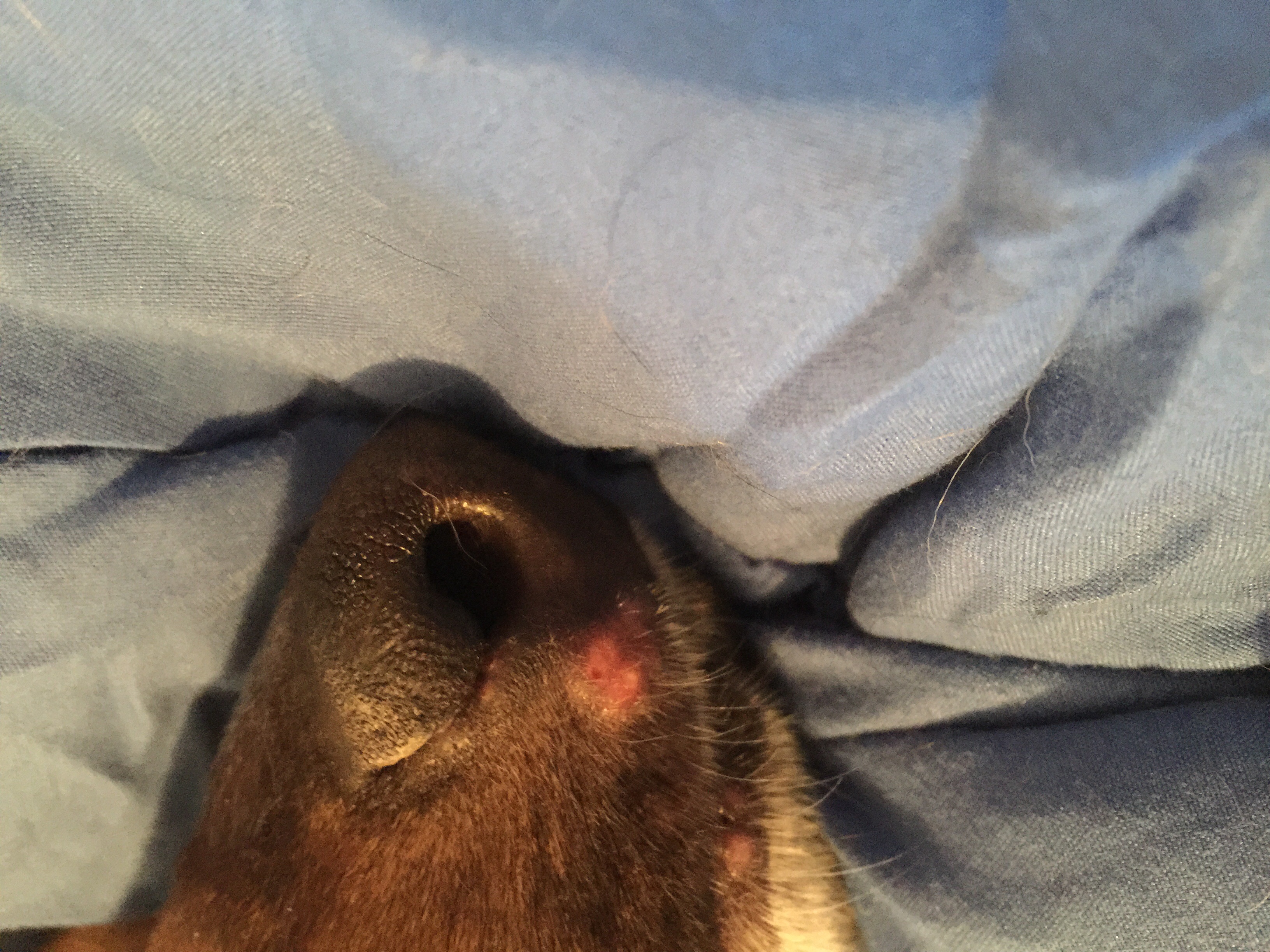 herpes labial se contagia a perros