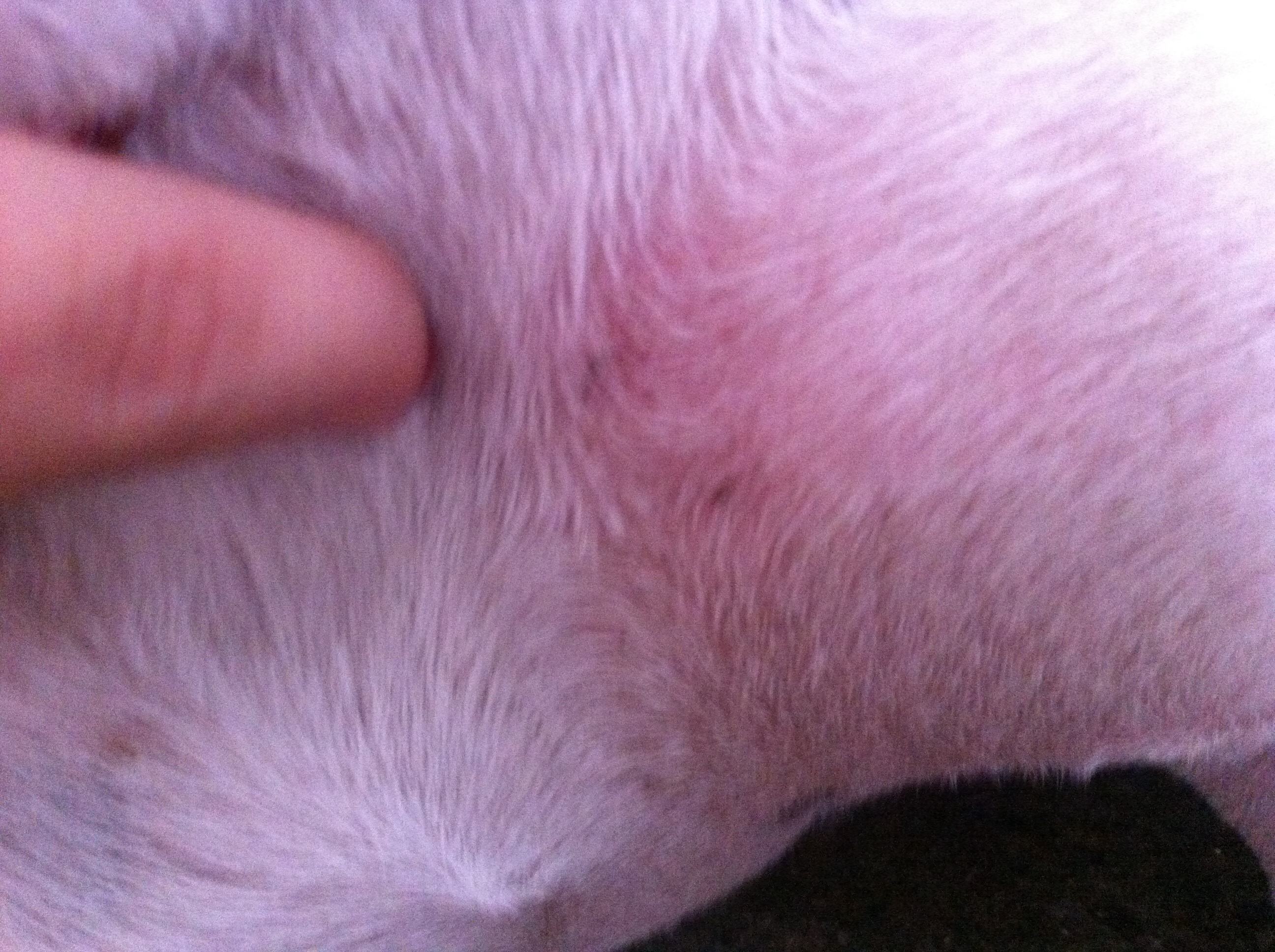 Mi Perro Tiene La Piel Roja Y Se Rasca Mucho - Noticias del Perro