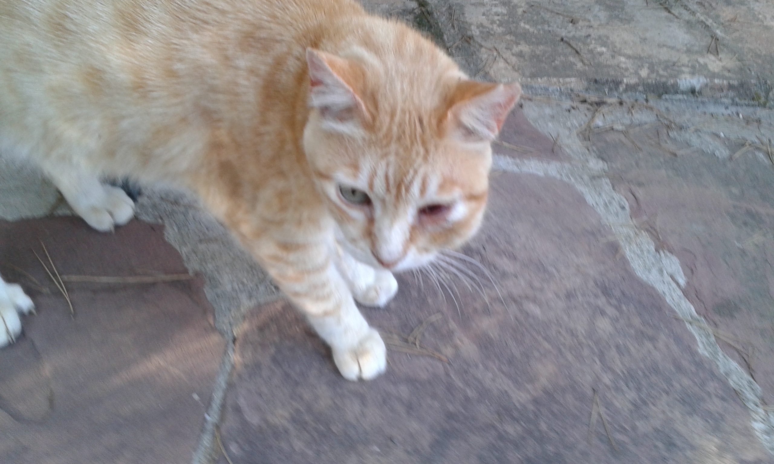 bulto en la cara de un gato