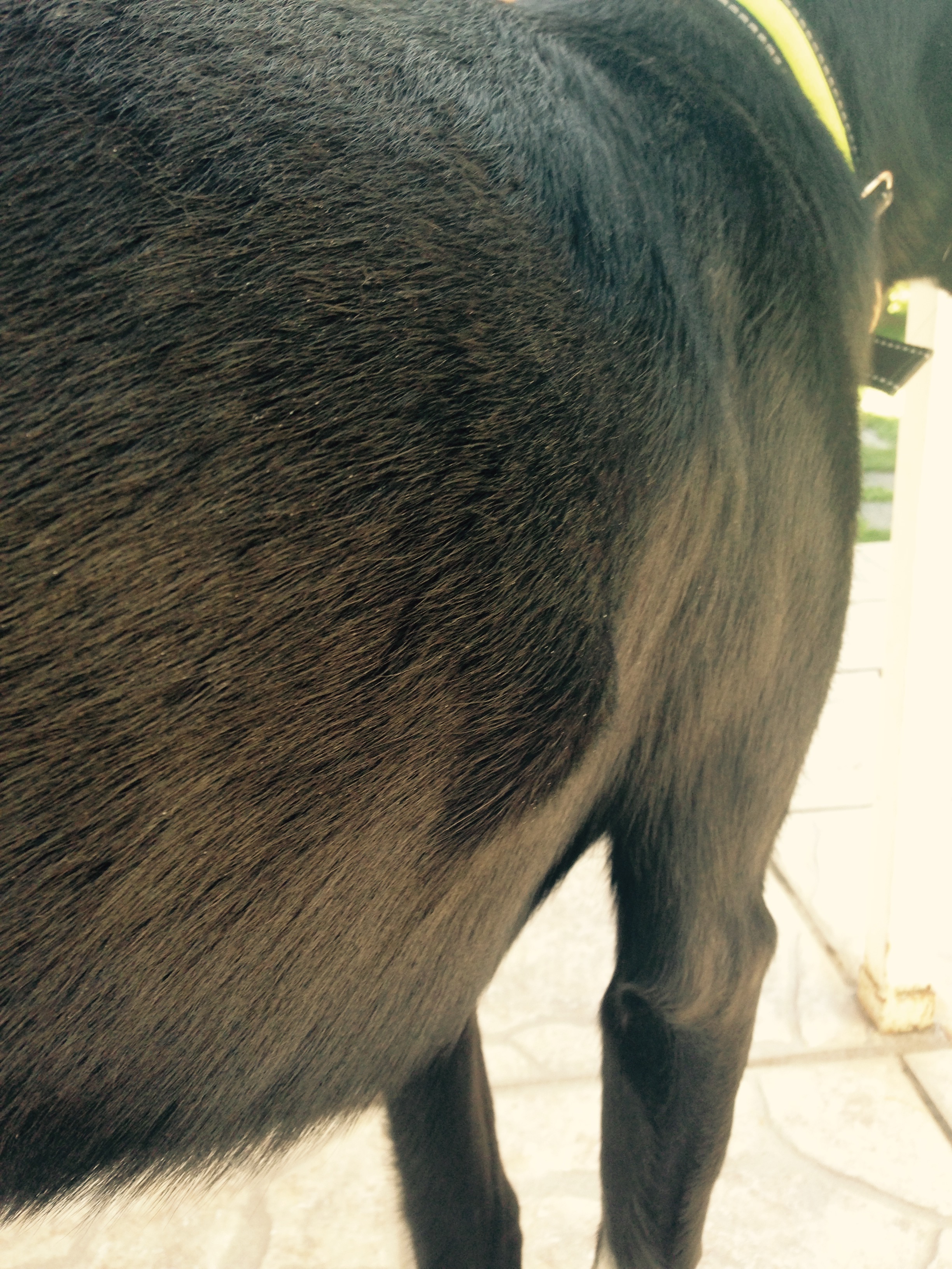 A Mi Perro Le Salio Un Bulto En Las Costillas - Noticias del Perro