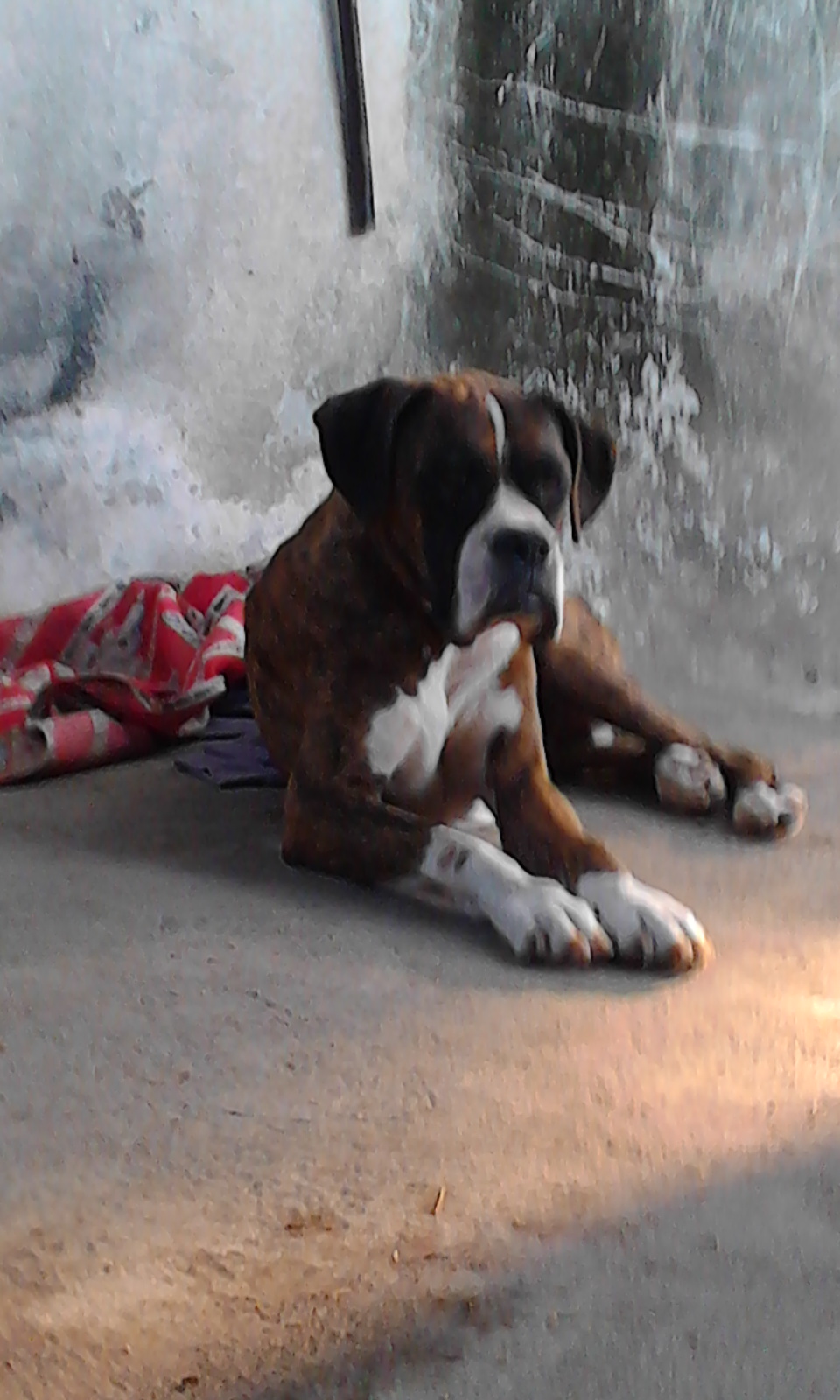 Mi Perro Me Muerde Sin Apretar