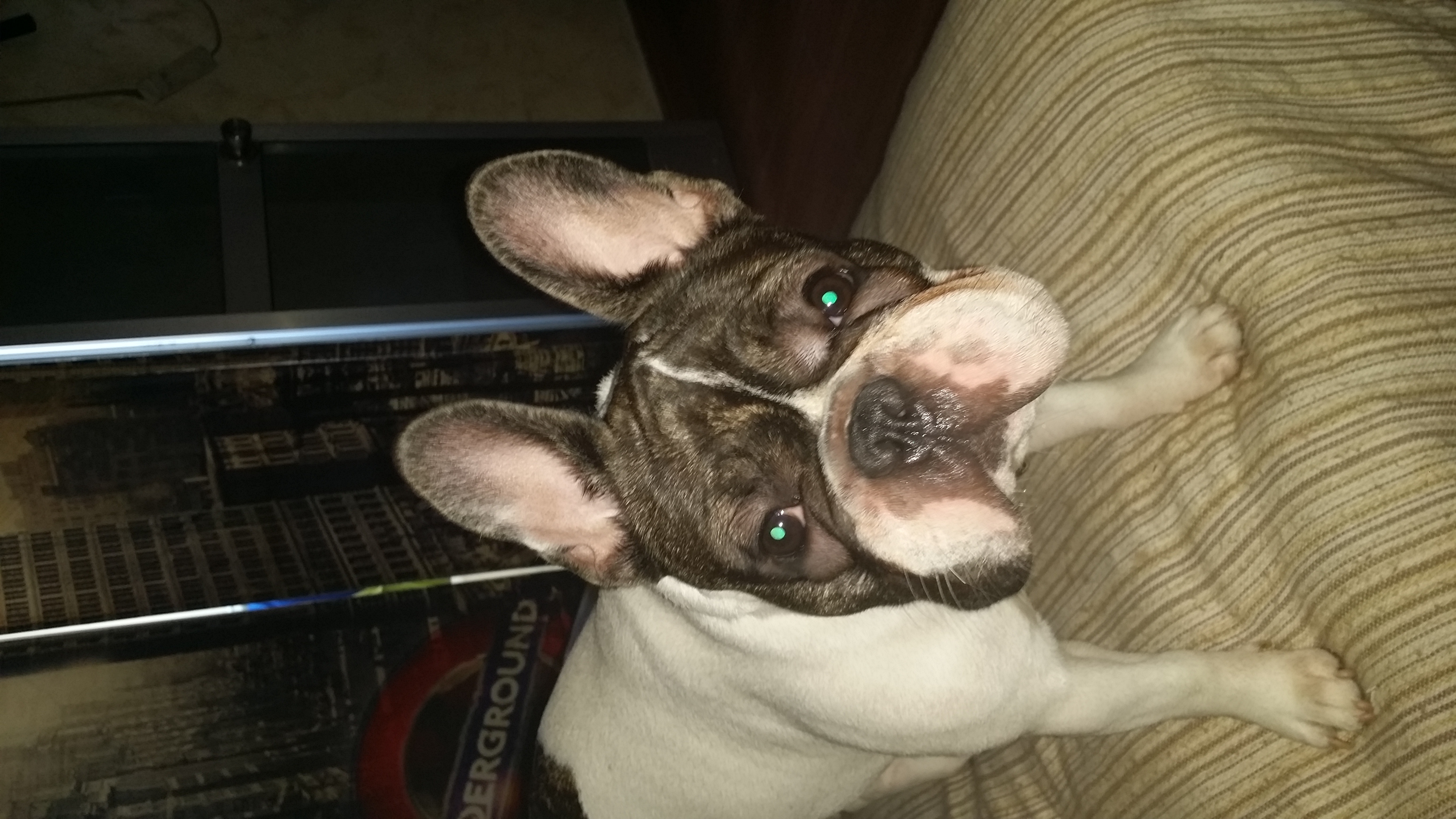 Bulto Despues De La Vacuna En Perros