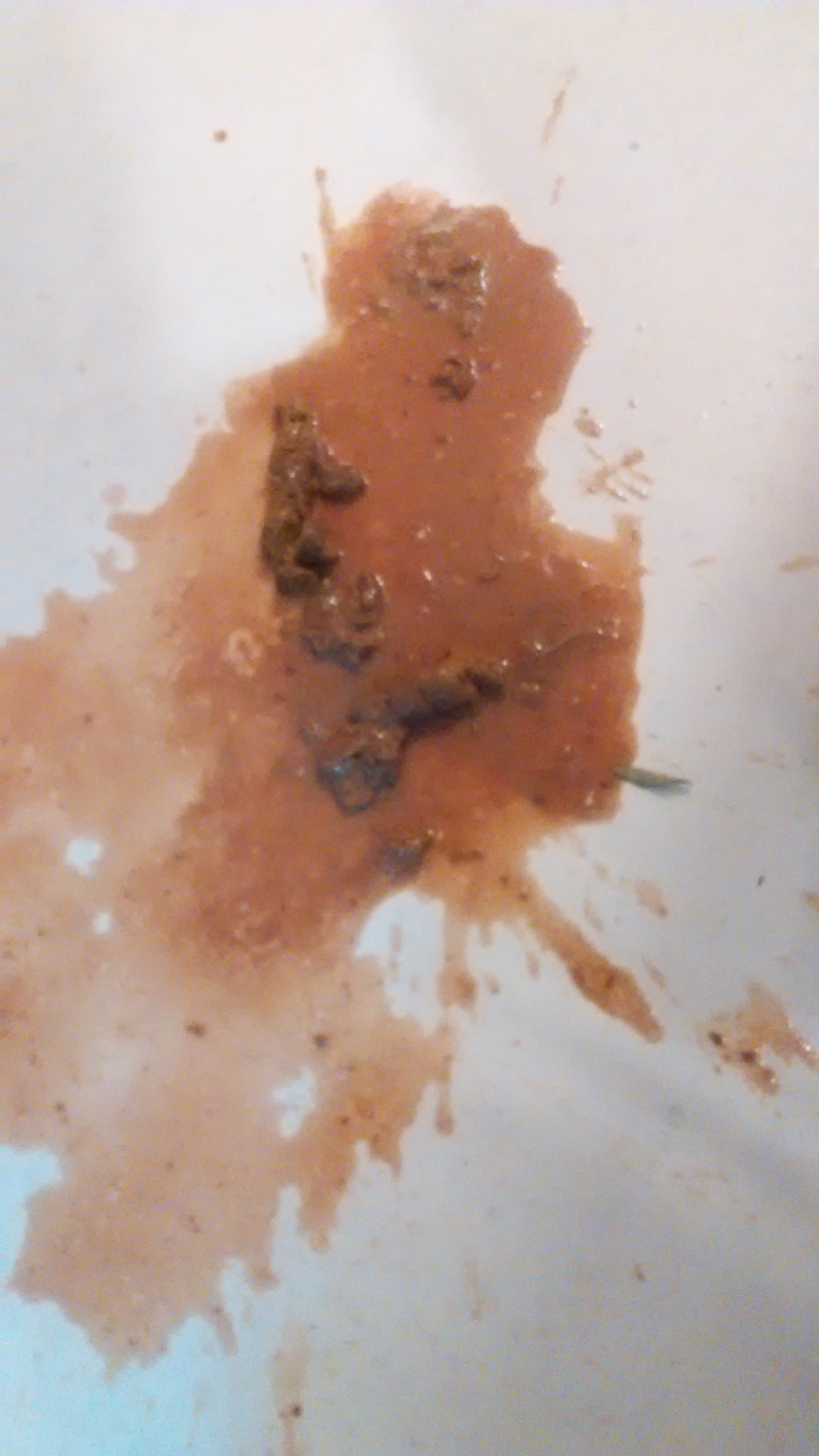 Ayer Empezo Con Vomito Y Diarrea Se Le Llevo Al Barkibu Mx