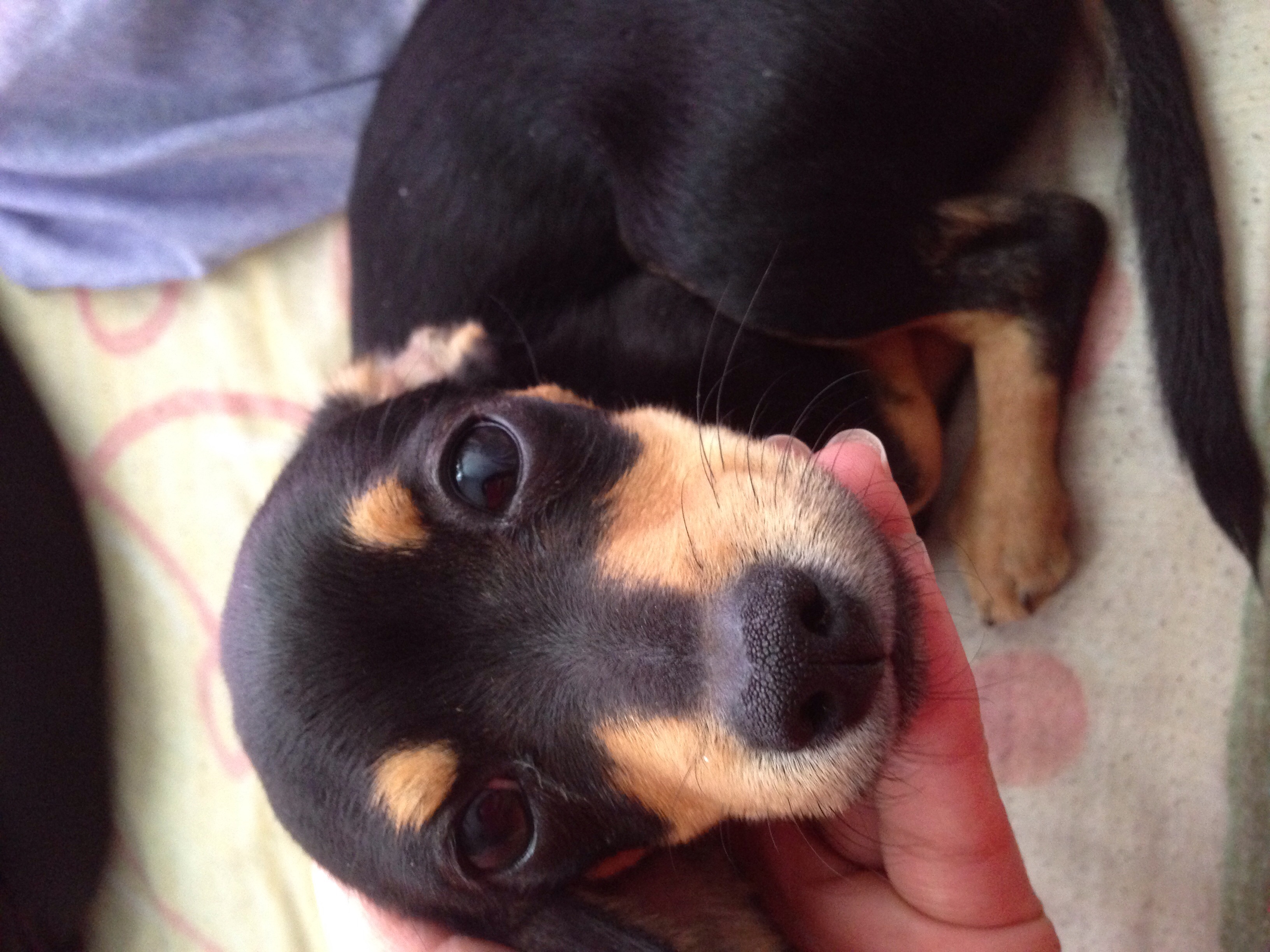 El sábado por la tarde (1pm a 4pm aproximadamente) - Barkibu MX