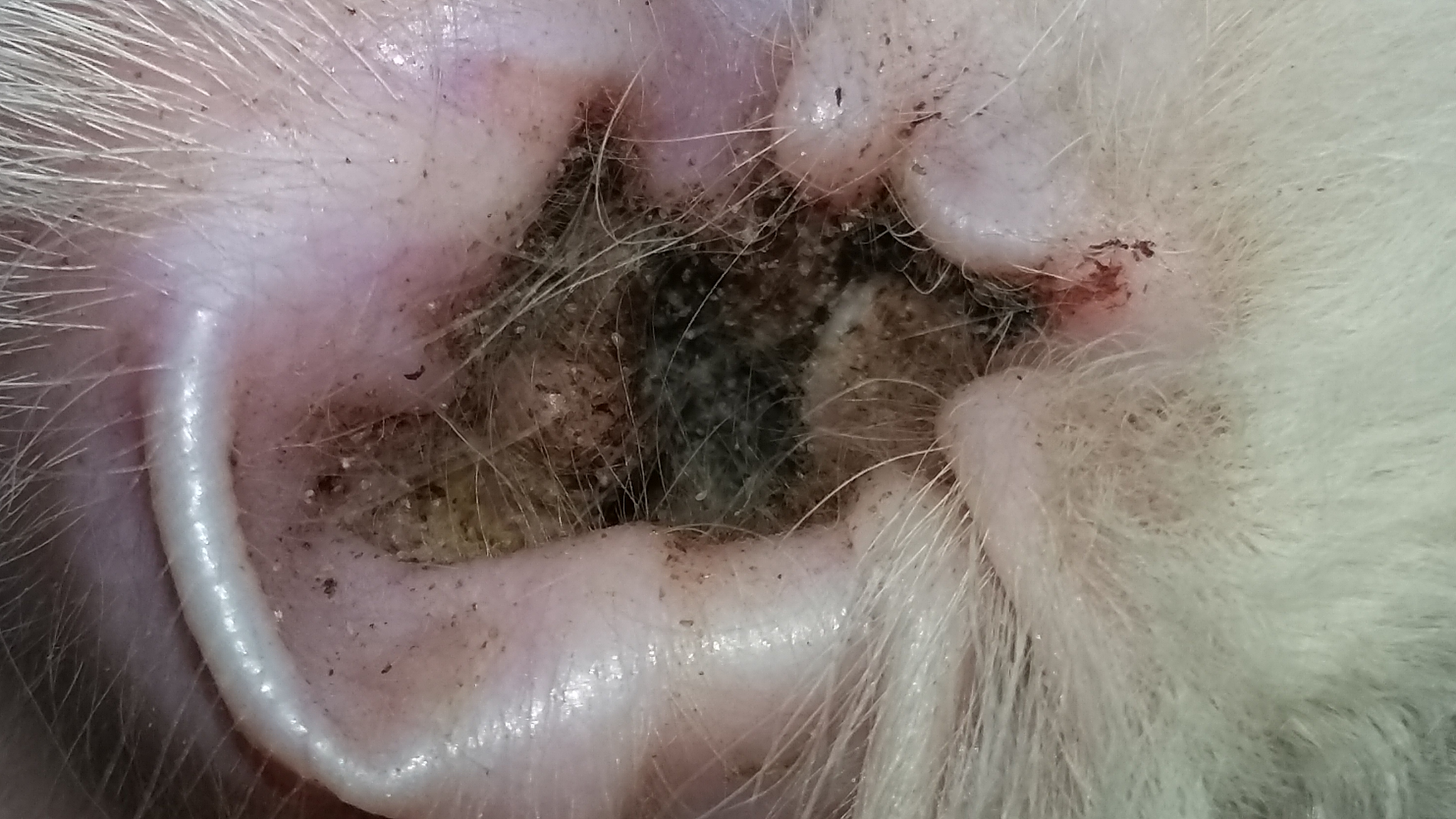 Mi Gata Se Rasca Mucho La Oreja