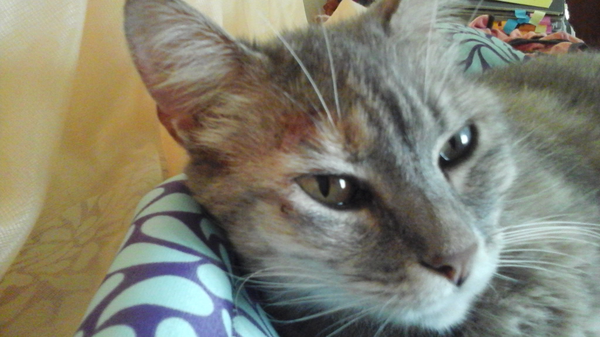 Mi Gato Tiene Calvas En El Cuello