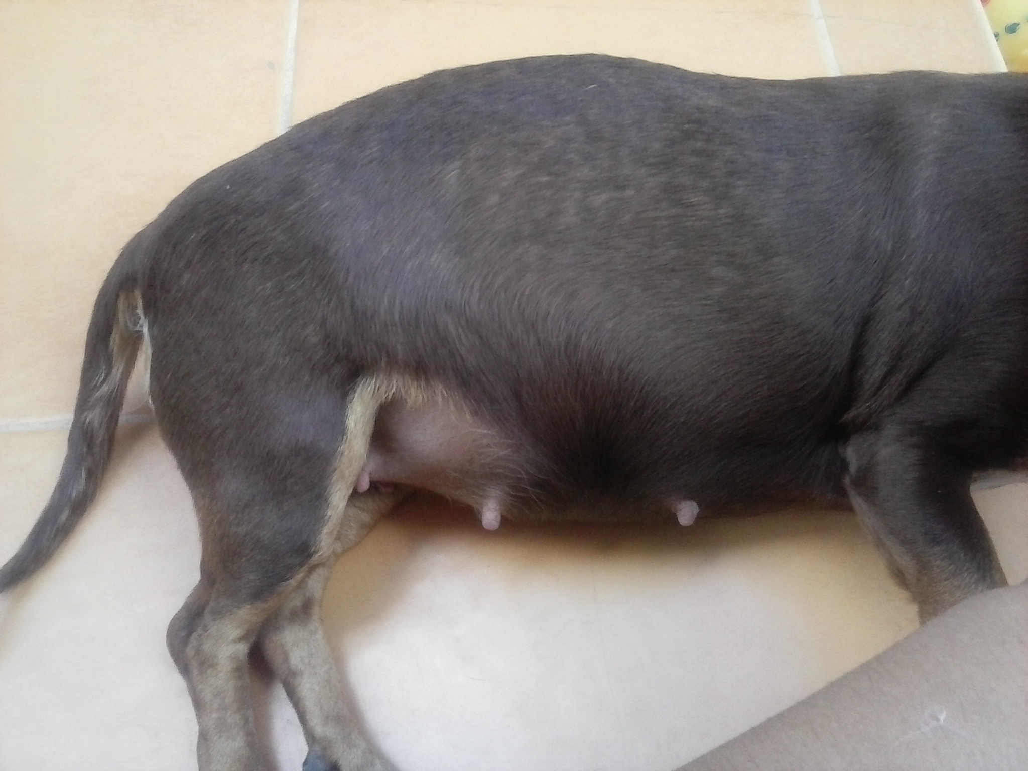 sintomas de embarazo en perros salchichas sintomas de embarazo en perros salchichas
