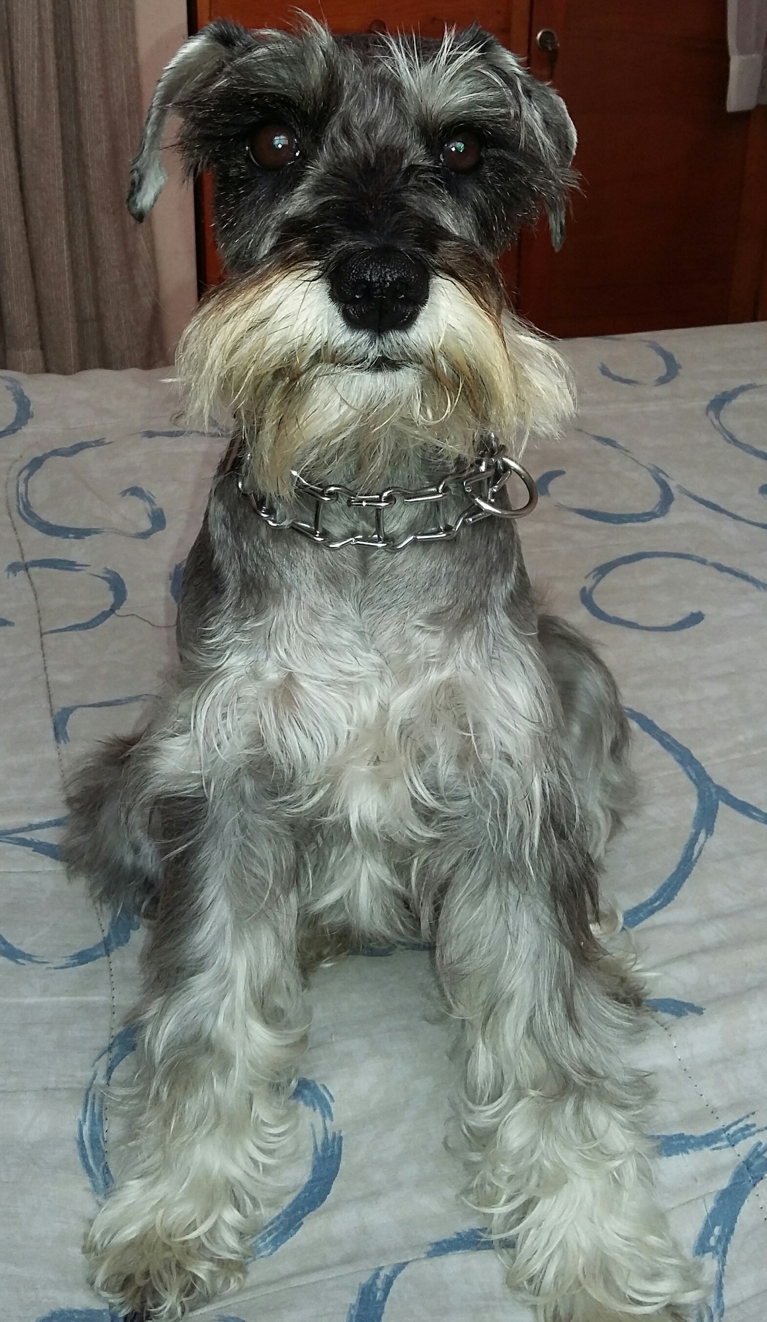 Adopte A Mi Perrita Hace Dos Meses Pero En Las últimas Dos