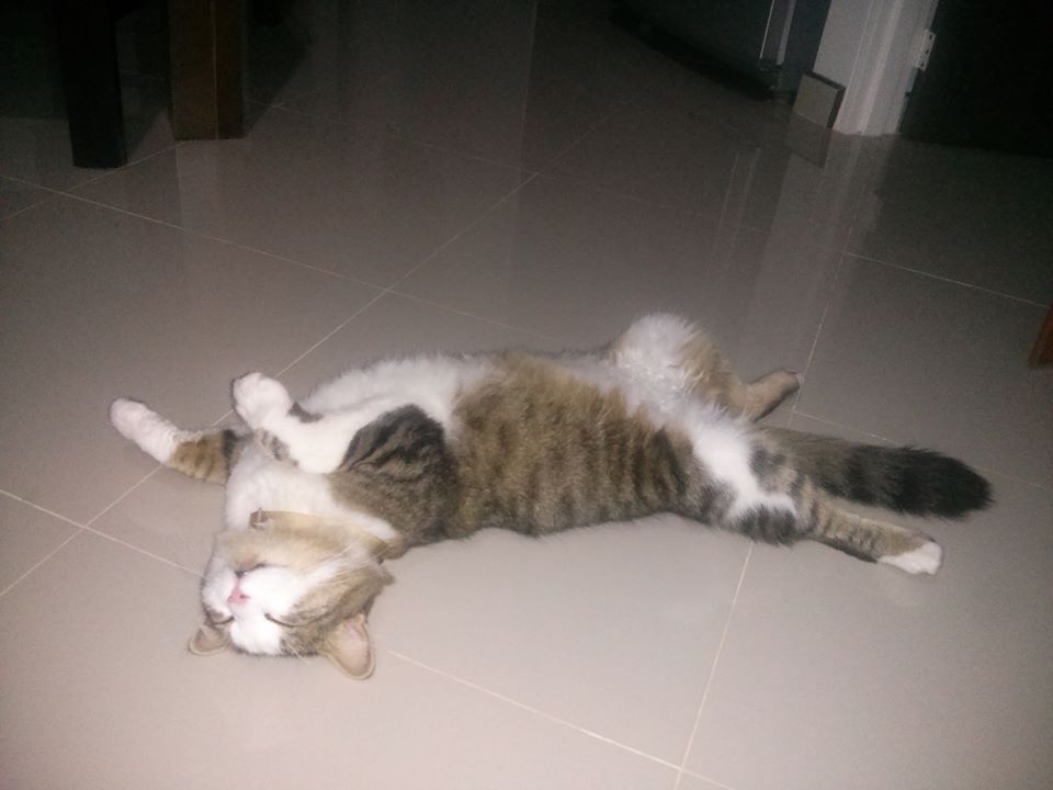 Mi Gato Se Lame Mucho Sus Genitales