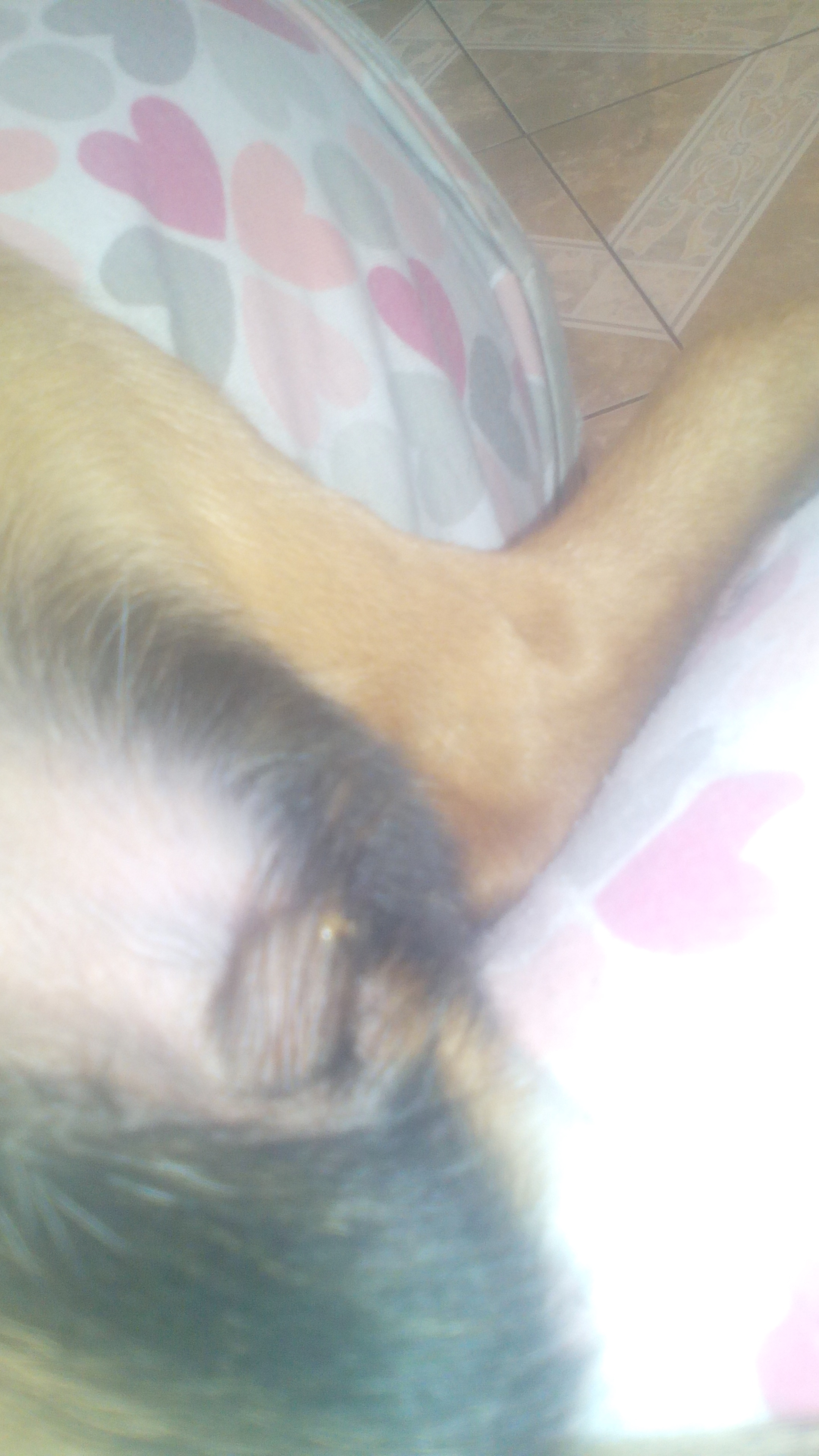 Pus en la orina de un perro