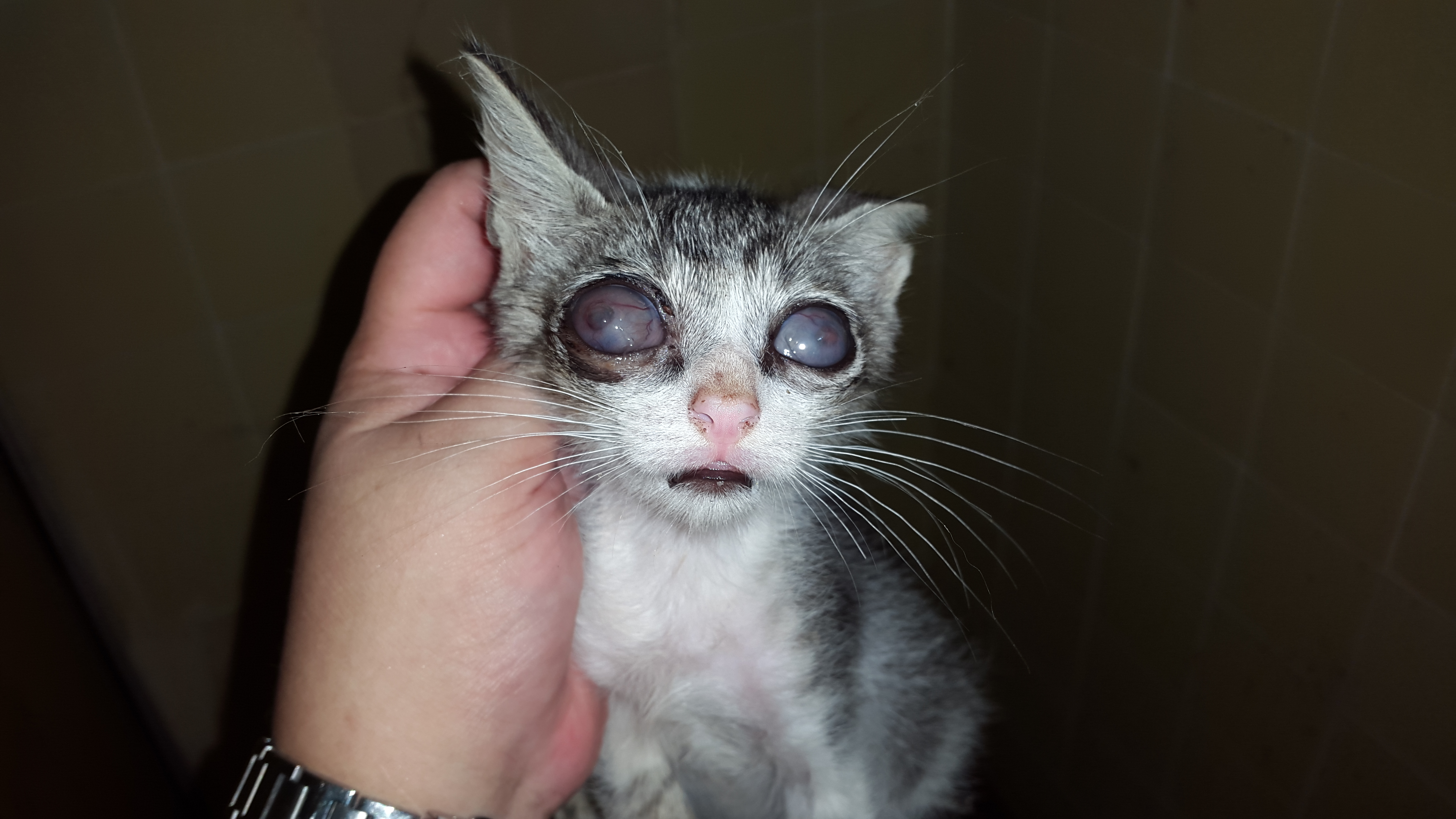 Mi Gatito Se Tambalea Al Caminar