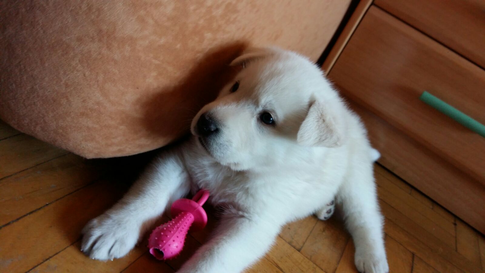 Cada Cuanto Se Debe Bañar Un Perro Labrador