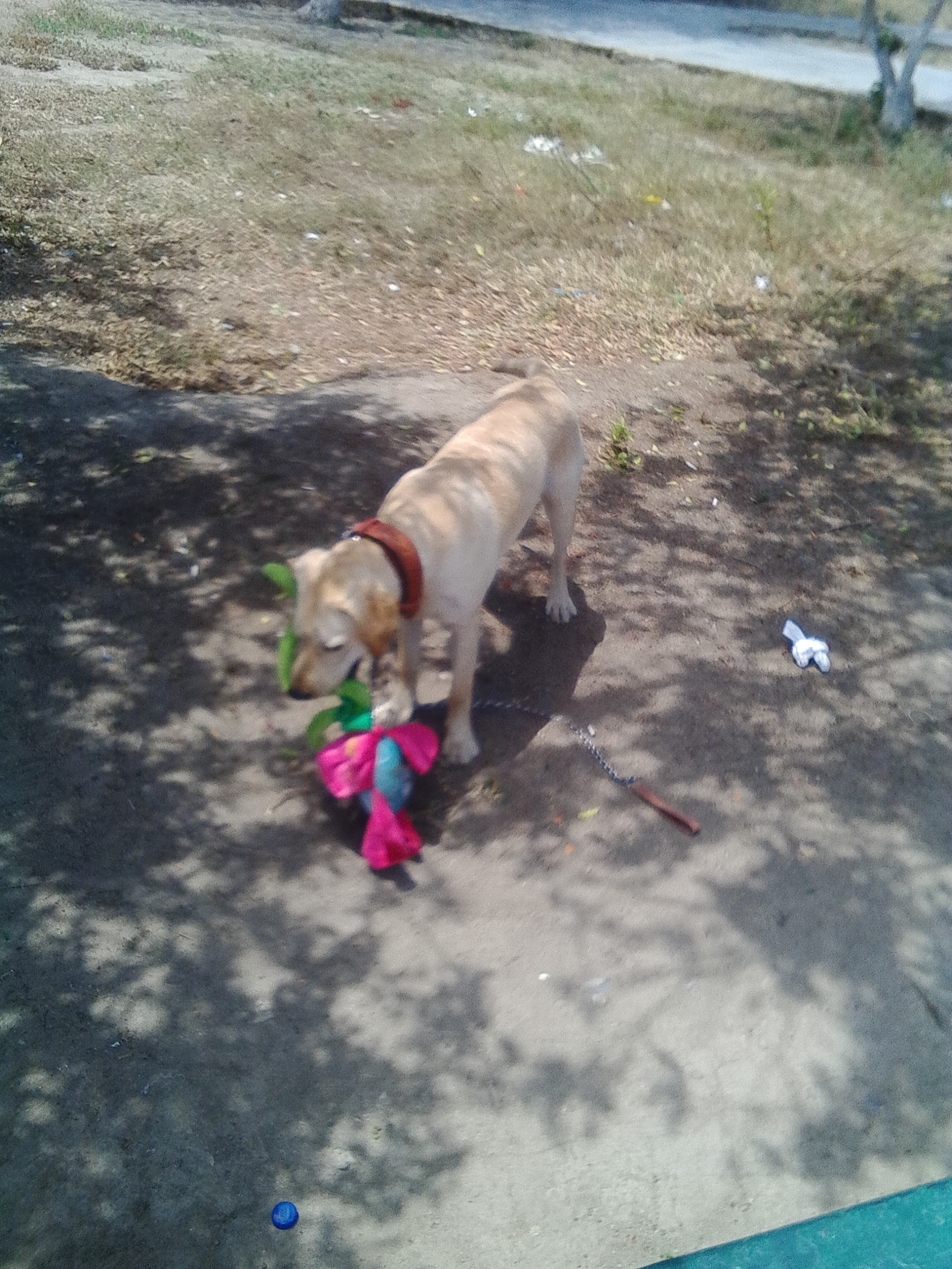 Cuando Deja De Crecer Un Perro Labrador