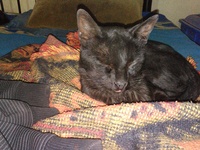 mi gato tiene dificultades para tragar mi gato tiene dificultades para tragar