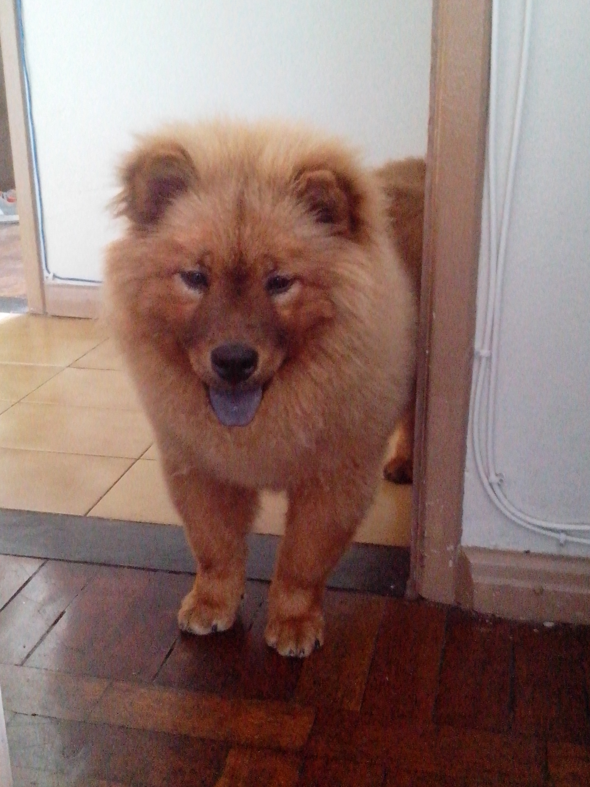 Chow chow de 5 meses clearance