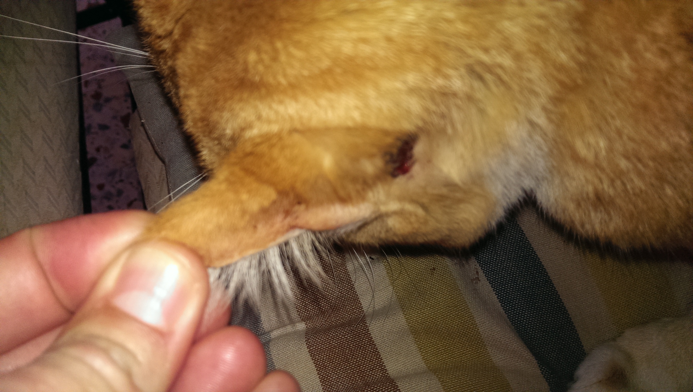 Mi Gato Cojea Pero No Tiene Heridas