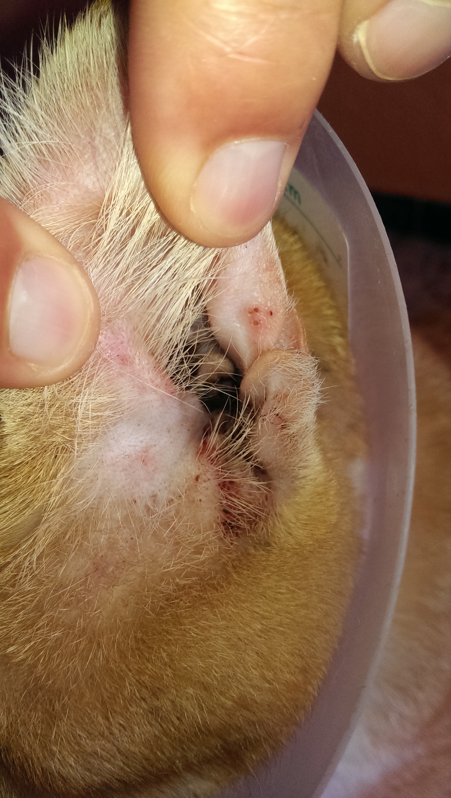 Mi Gato Cojea Pero No Tiene Heridas