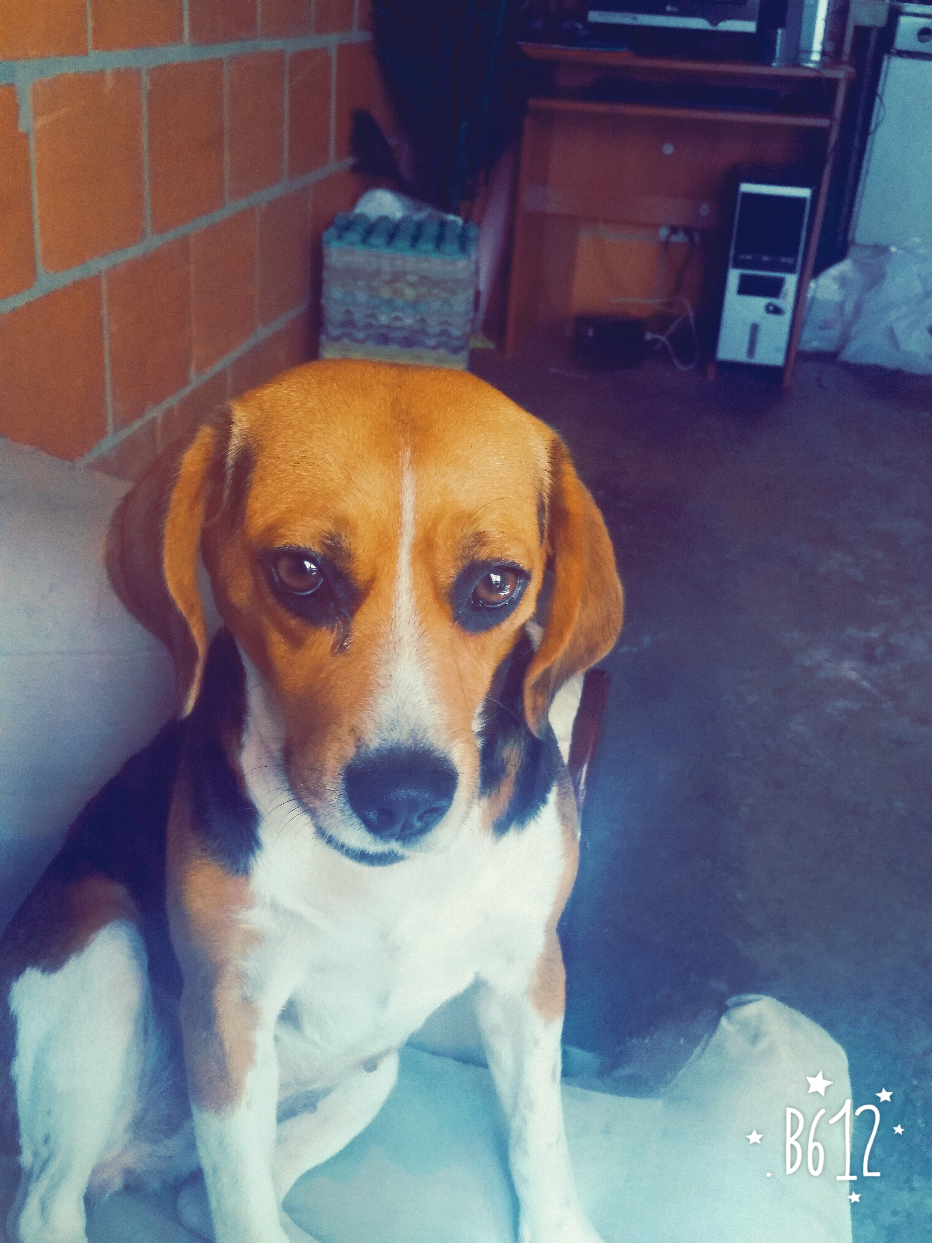Por Que Mi Perra Se Orina En Mi Cama