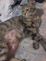 mi gato tiene una pelota en la pierna mi gato tiene una pelota en la pierna