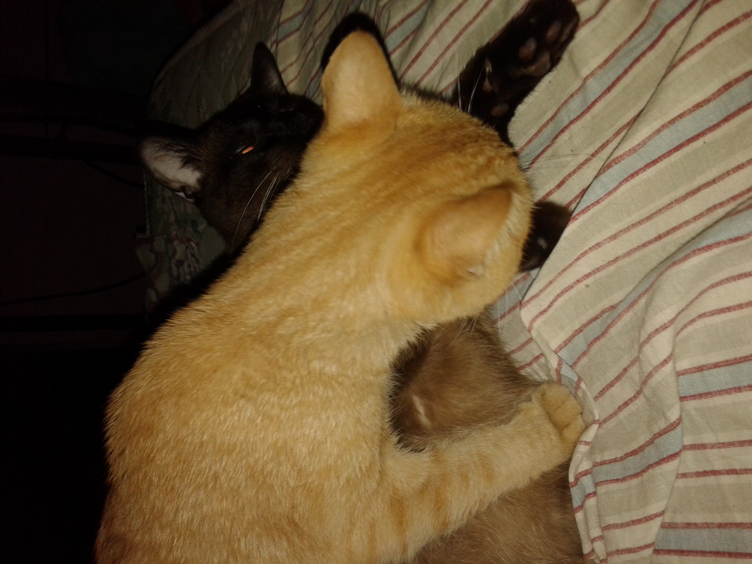 mi gato vomita y hace popo con sangre mi gato vomita y hace popo con sangre