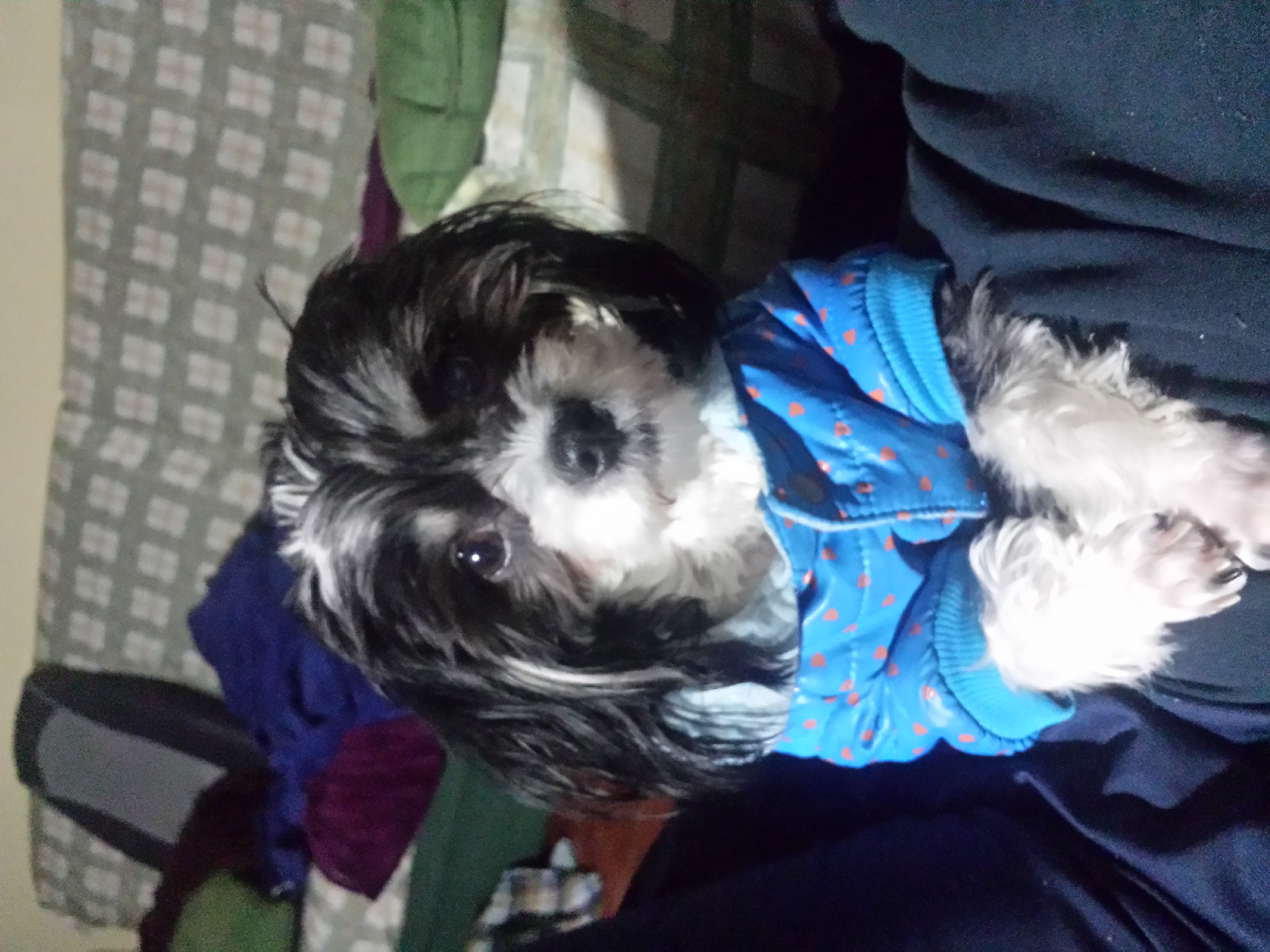Cruce De Pomerania Y Shih Tzu