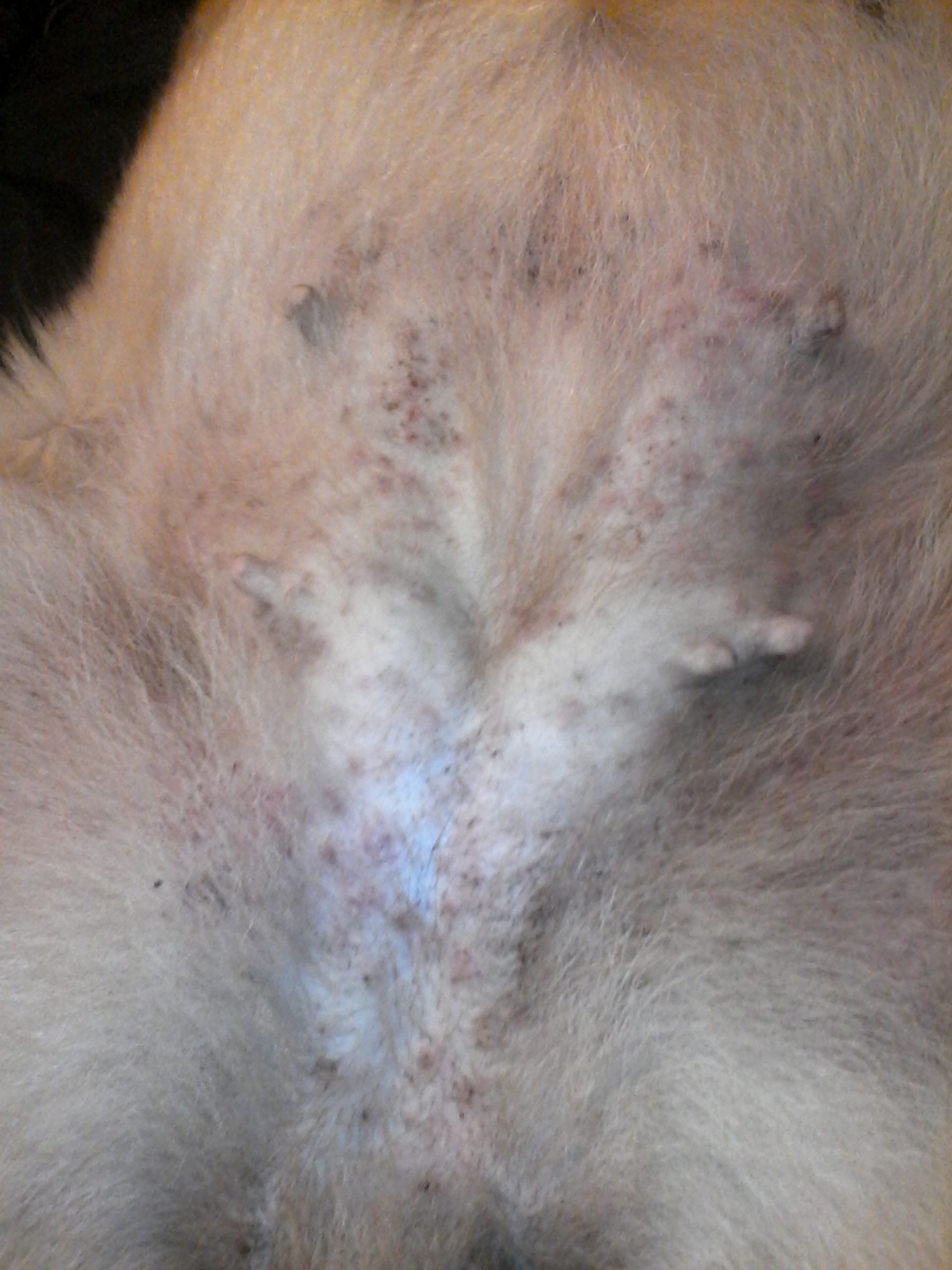 Sangre En Las Mamas De Mi Perra mi perra tiene un brote en la barriga son como ronchas - Barkibu CO