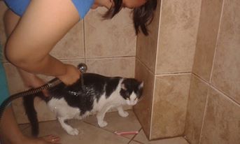 gato macho orinar sangre