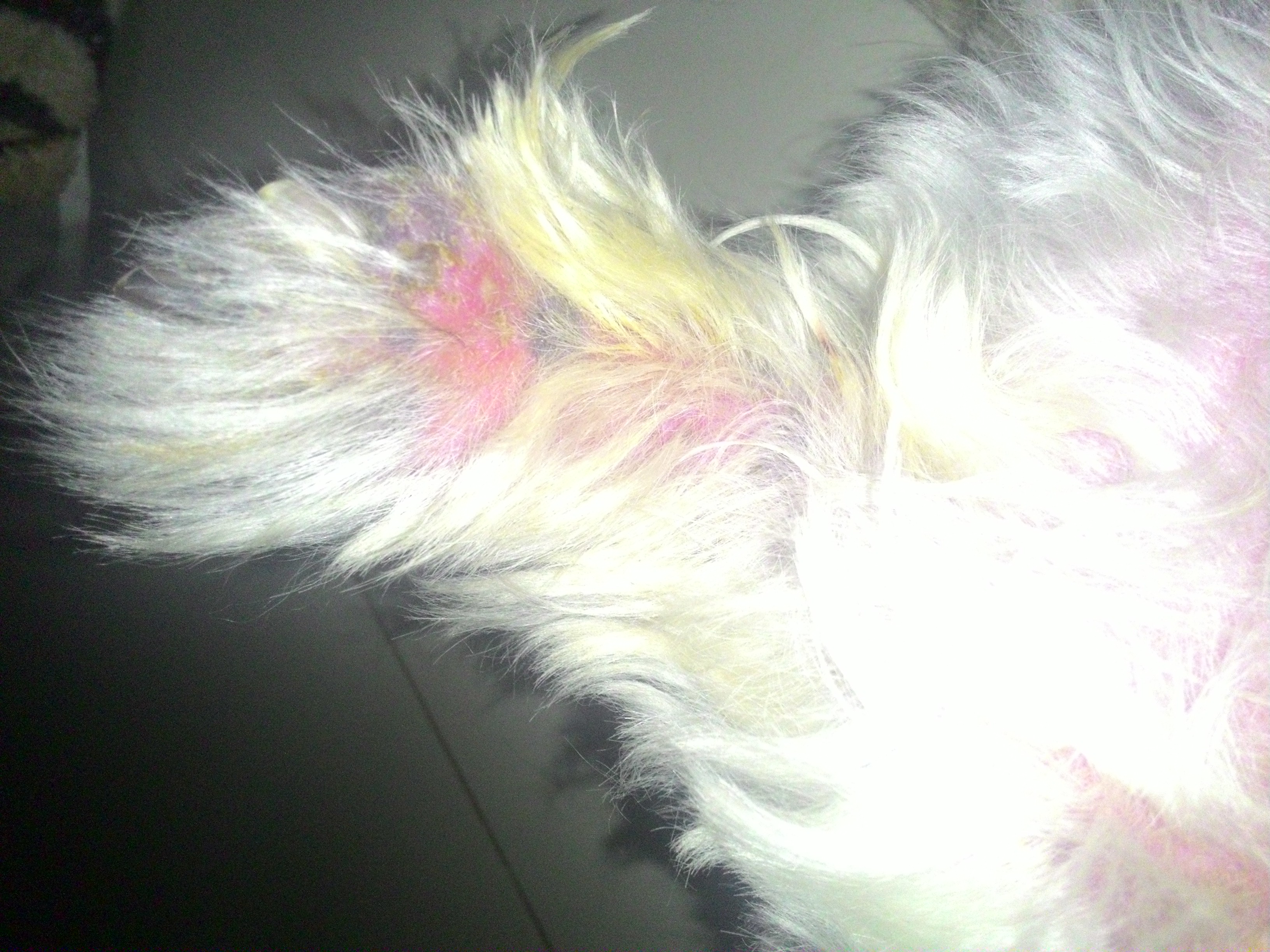 Porque shitzu lambe as patas Clearance