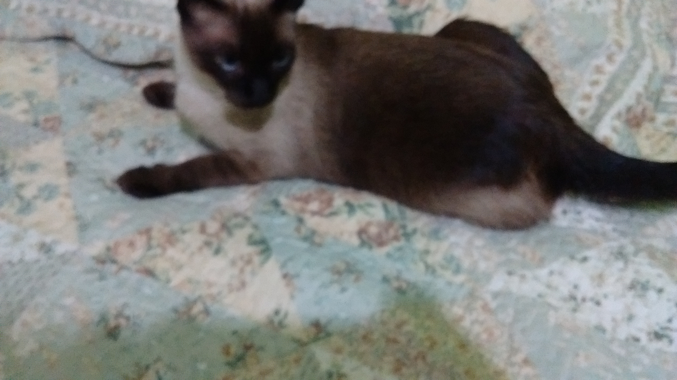 Olá Doutor/a eu queria saber porq minha gata não - Barkibu SV